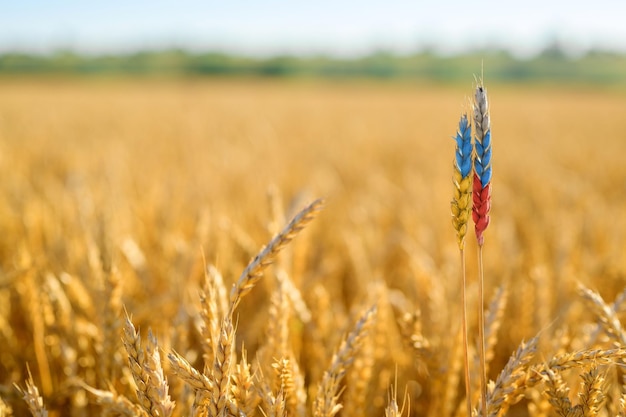 Two spikelets of wheat on the background of a wheat field in the form of flags of Russia and Ukraine. High quality photo