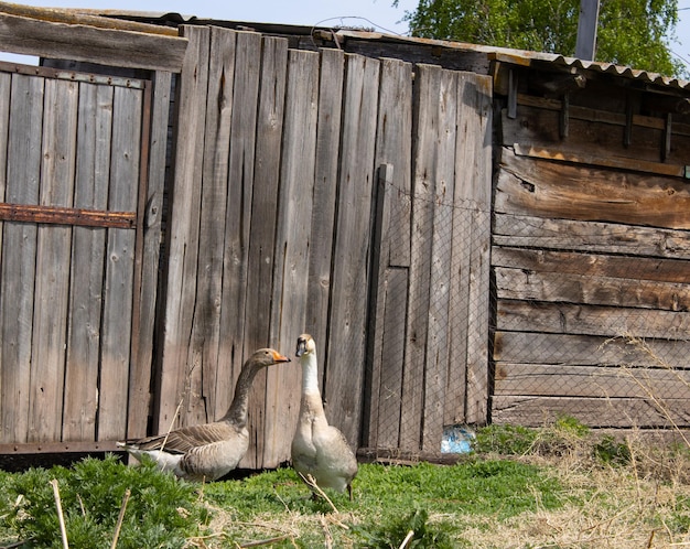 Two spotted geese are walking in the village