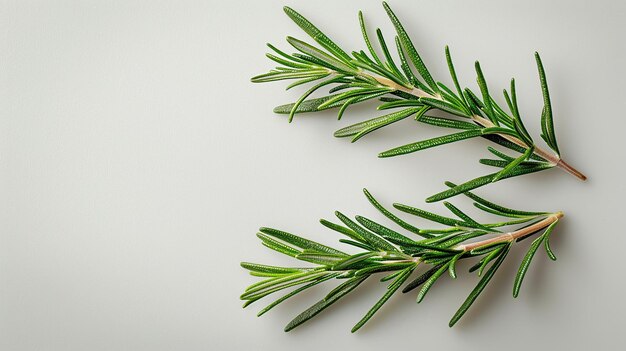 Photo two sprigs of rosemary on a white background