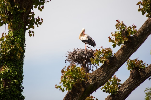 Two storks are sitting in the nest