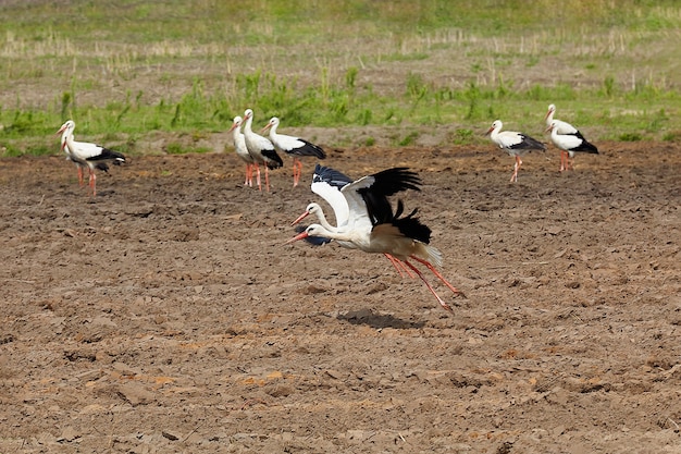 Two storks from a flock, fly up over a plowed field