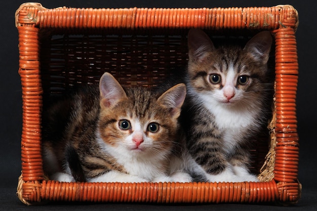 Two striped kittens sitting in rectangular basket