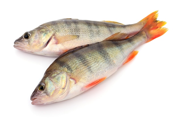 Two striped perches isolated