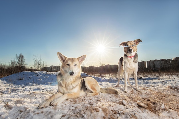 Two Strong healthy mongrel dogs in winter field