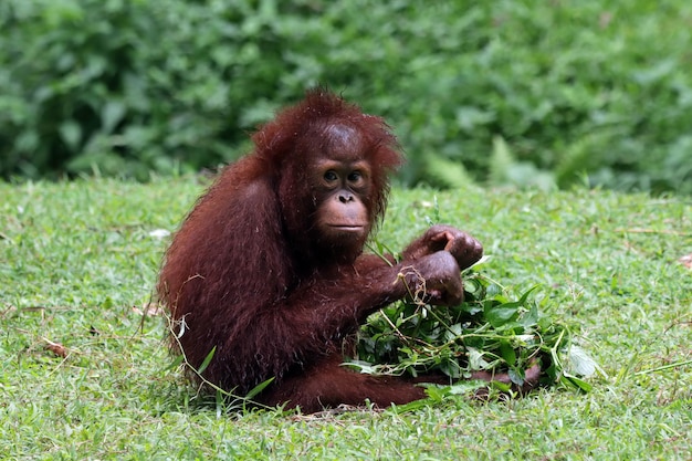 two Sumatran orangutans playing together