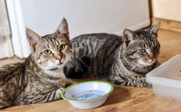 Two tabby cats with their empty food bowls