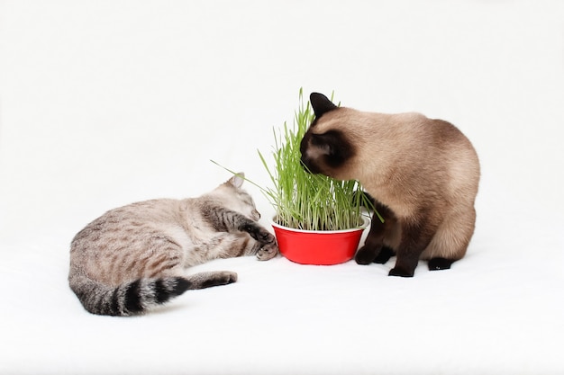 Two Thai cats eat grass.