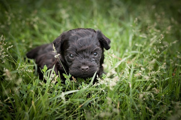 Two tiny black puppy of Russian color lap dog on the grass