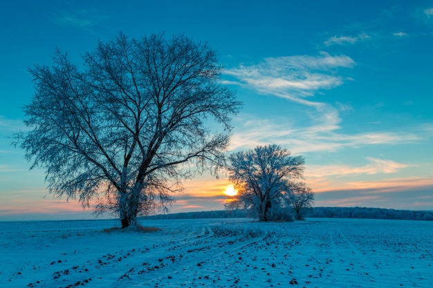 Two trees in a winter field. Frosty dawn.