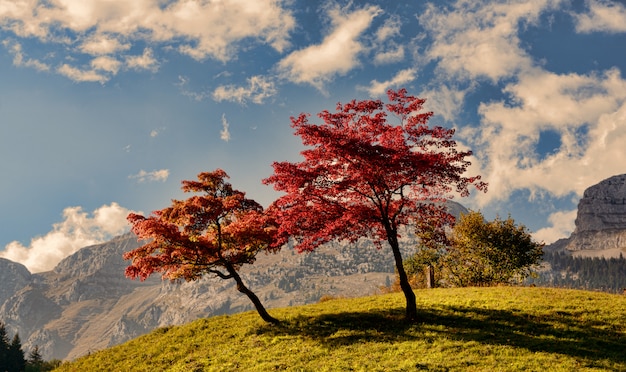 Two trees with beautiful fall colors