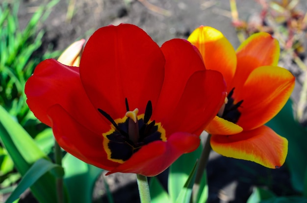 Two tulips close up Bright flowers Tulips in the garden Spring flowers