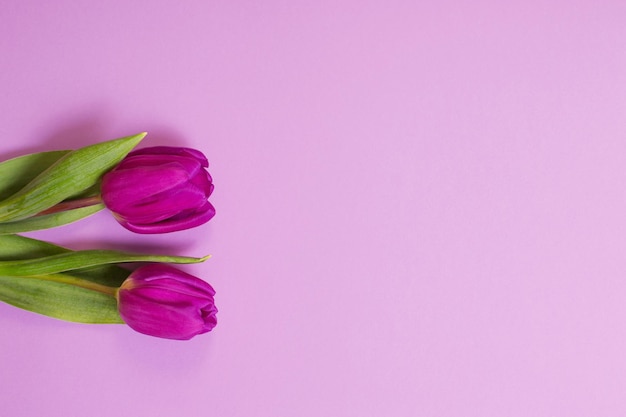 Two tulips on color paper background