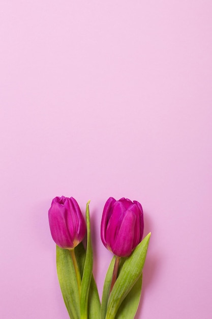 Two tulips on color paper background