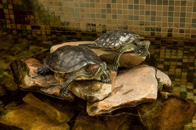 Two turtles sitting on rocks in a terrarium