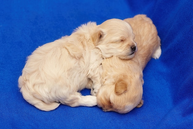 Two very small maltipu puppies are sleeping in an embrace. photo shoot on a blue background