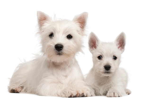 Two West Highland Terrier puppies, 4 months old and 7 weeks old, 