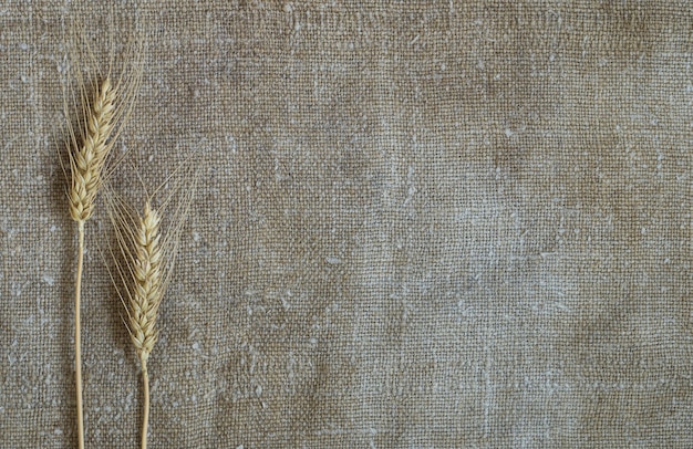 Two wheat ears on the background of old rough burlap