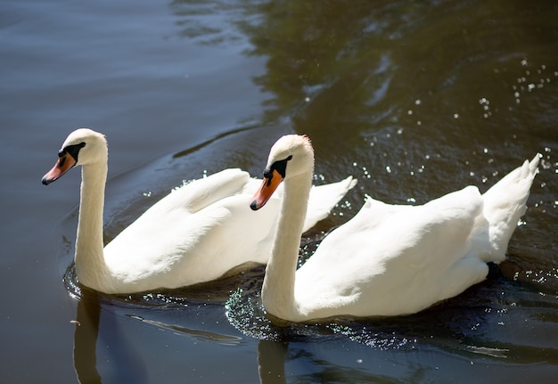 two white adult swans swim on the lake, look into the frame