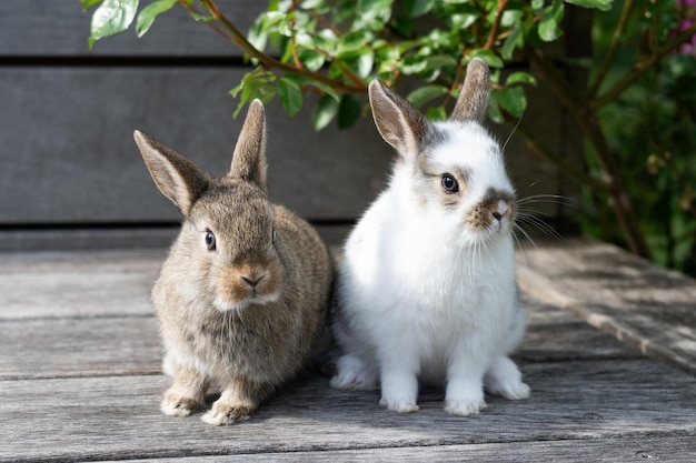 Two white and brown rabbits on a wooden terrace outdoors Easter concept