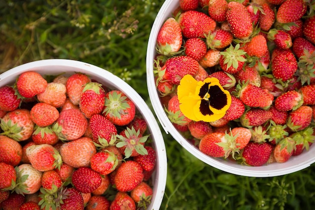 Two white buckets full of organic strawberries with bright yellow flower on green grass background