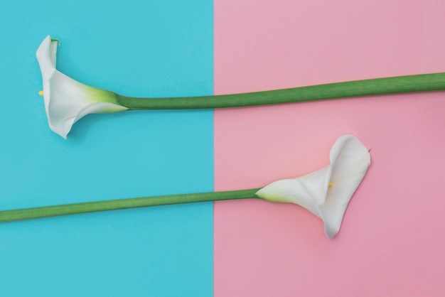 Two white calla lilly flowers on blue and pink wall.