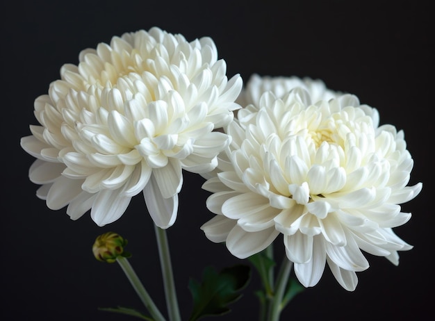 Photo two white chrysanthemums on black background