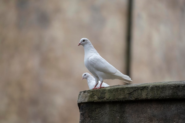 Two white dove sitting on a old roof in a mountain village near the city of Danang Vietnam