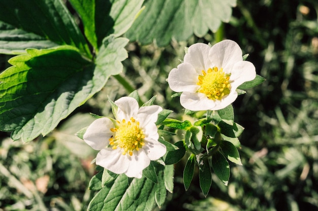 Two white flowers with yellow centers are in a green field