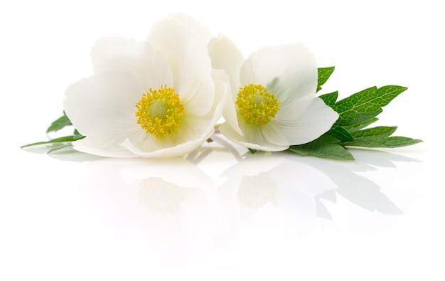 Two white flowers