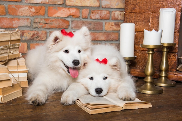 Two White fluffy Samoyed puppies dogs with books