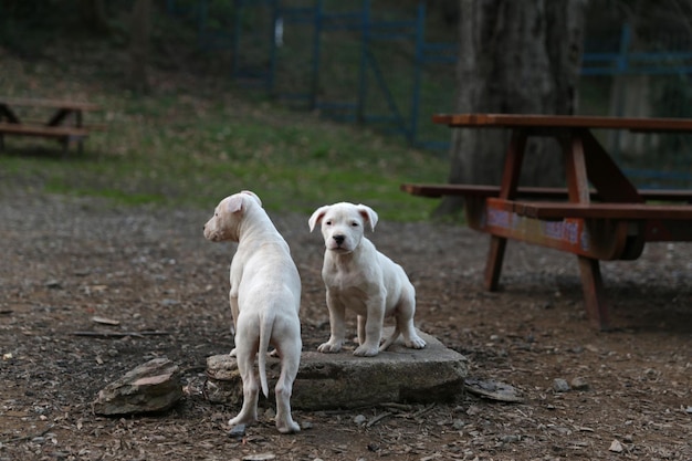 Two white jack russell terrier dogs sitting in the forest