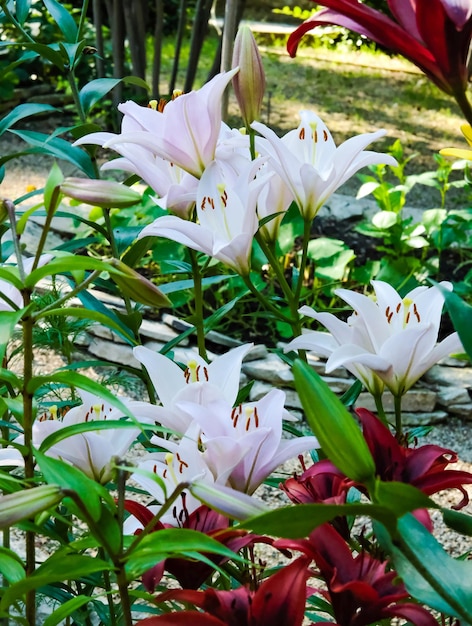 Two white lilies macro photography in summer day Beauty garden lily with white petals close up garden photography Lilium plant floral wallpaper on a green background