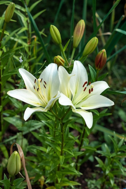 Two white lily flowers and several buds in the garden