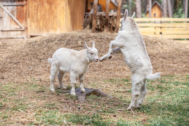 Two white little goats play with each other on the farm Breeding goats and sheep Cute with funny