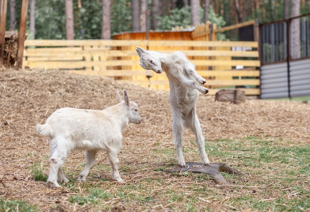 Two white little goats play with each other on the farm Breeding goats and sheep Cute with funny