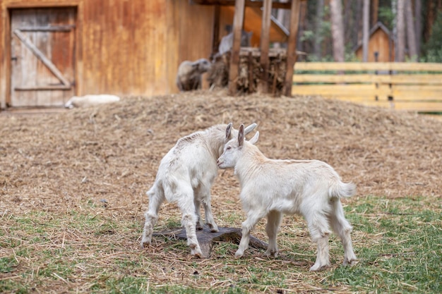 Two white little goats play with each other on the farm Breeding goats and sheep Cute with funny