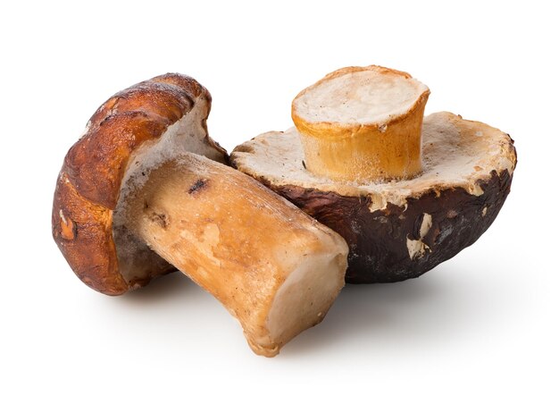 Two white mushrooms isolated on a white background