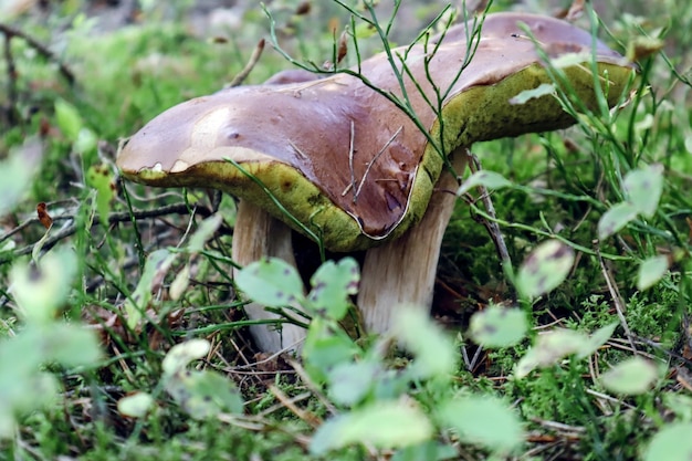 Two white mushrooms with one conjoined cap on the forest edge on an autumn day side view closeup