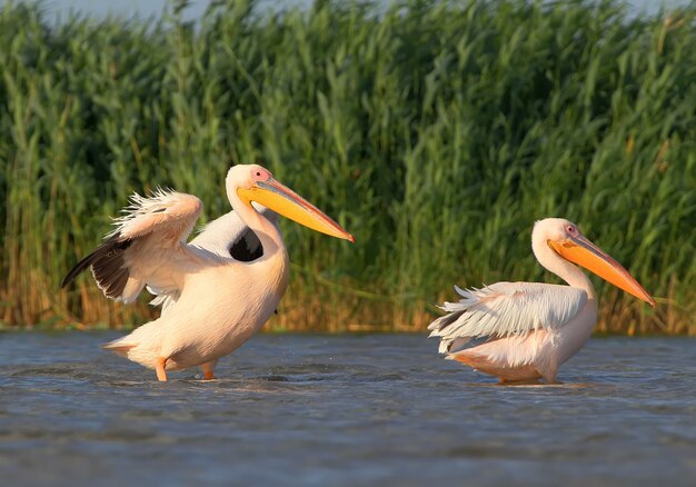 A two white pelican with open wings dries feathers in the wind