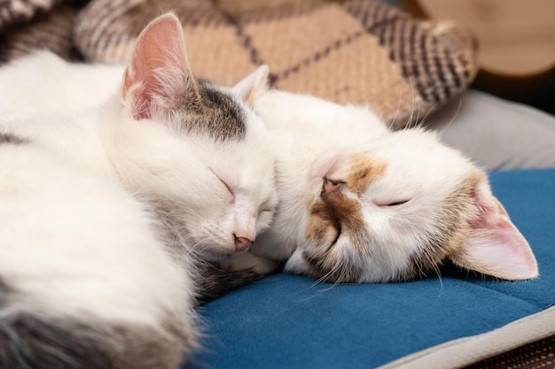 Two white spotted young cats sleep in a bed on a pillow