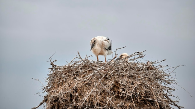 Two white stork hatchlings Zigonino one standing on the nest and the other lying down and sticking its head out on a sunny day and a blue sky in the background