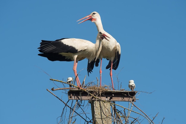 Two white storks in the nest against blue sky