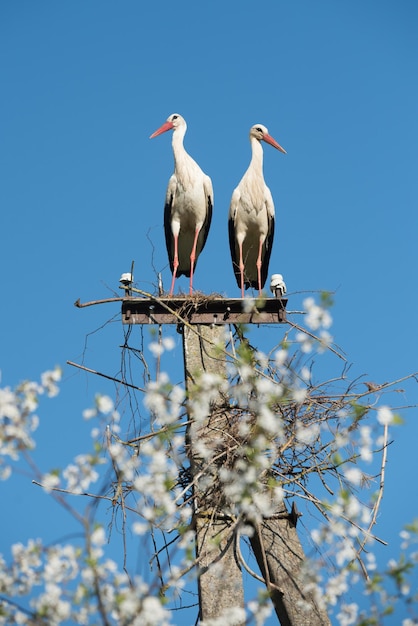 Two white storks in the nest against blue sky