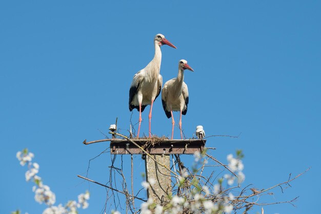 Two white storks in the nest against blue sky