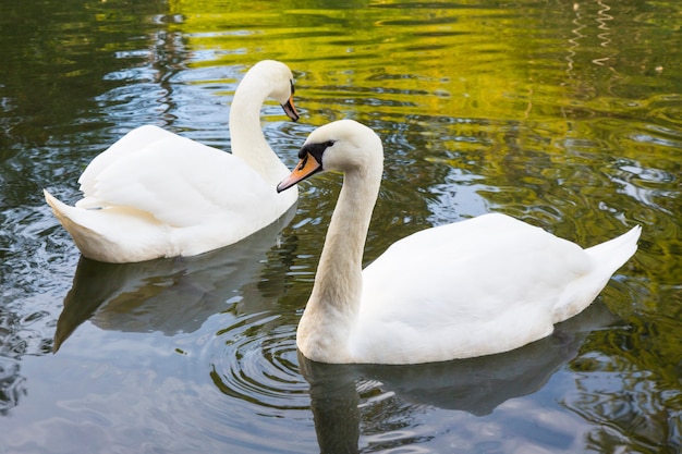 Two white swans are swimming in the lake. This is Love. The concept of eternal love and loyalty. The Swan Family