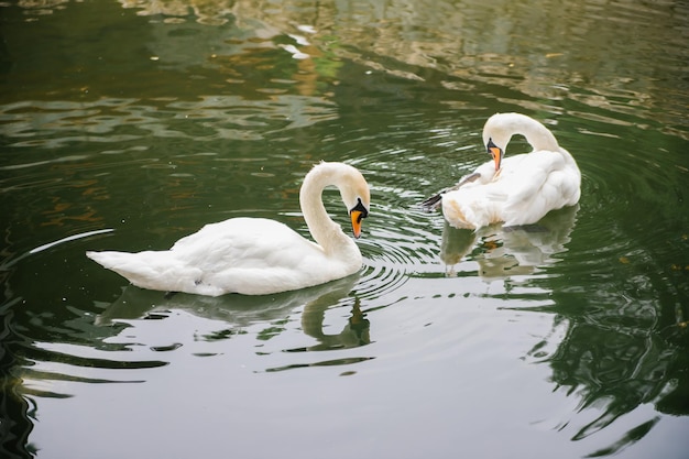 Two white swans are swimming in a pond Birds in the park A symbol of love and loyalty