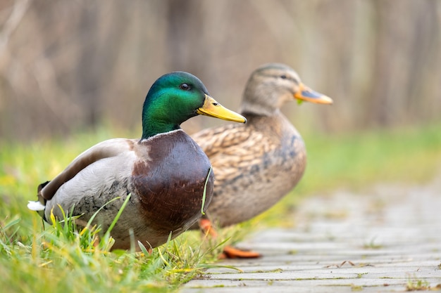 Two wild ducks walking in summer park.