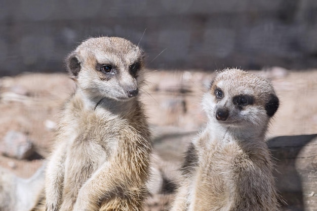 Two wild small animals a suricata with big eyes look before themselves forward