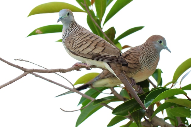 Two Wild Zebra Doves Relaxing on Houseplant Branches