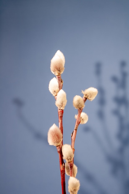 Two willow branches with shadow on blue background copy space selective focus